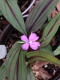 Image result for Kaempferia