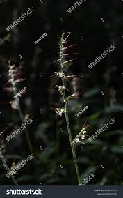 Image result for Oplismenus undulatifolius