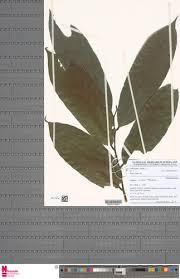 Image result for Bridelia atroviridis