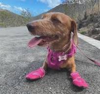 Dog Boots for Hot Pavement - Heat-Resistant Paw Protection ...