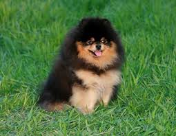 Black And Brown Pomeranian For Sale Black And Brown Pomeranian Bear Cat And Dog Memes Pomeranian Puppy Cute Baby Animals