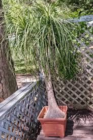 Maybe you would like to learn more about one of these? Un Pied D Elephant Dans La Maison Hortus Focus I Mag