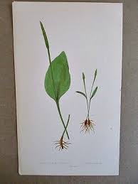 Image result for Ophioglossum vulgatum