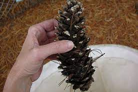 You will notice needles looking dirty and a silky substance forming on the branches. Pine Cones Yield A Spider First For North America Burke Museum