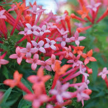 Image result for Bouvardia longiflora