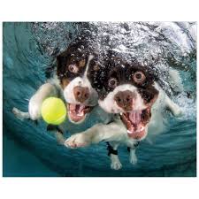 Black And White Springer Spaniel Stuffed Animal Springer Spaniel Tempered Art Glass Underwater Dogs Dogs Dog Pictures