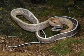 Image result for Rinorea laurentii