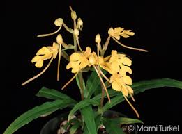 Image result for Habenaria tenuispica