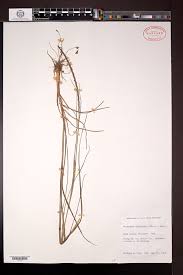 Image result for Coelorachis