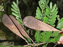 Image result for Schizolobium parahyba