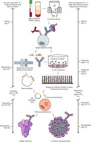 The fused cells are called hybridomas , and will continually grow and secrete antibody in culture. Rapid Isolation And Profiling Of A Diverse Panel Of Human Monoclonal Antibodies Targeting The Sars Cov 2 Spike Protein Nature Medicine
