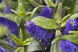 Image result for shrubby veronica hebe