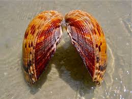 Our sanibel island boat tours offer the best views and experiences in the area. Sanibel Island Shelling A Local S Guide To Finding The Best Shells Travlinmad Slow Travel Blog