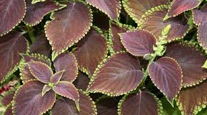 Image result for Coleus alpinus