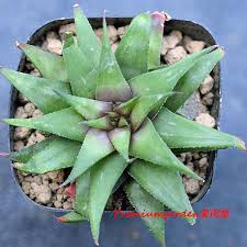 Image result for Euphorbia baylissii