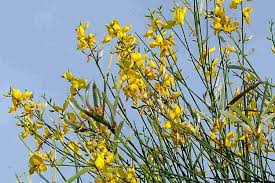 Image result for Aptosimum junceum