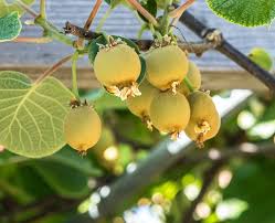 Kiwi Fruit Kiwi Fruit Fruit Kiwi