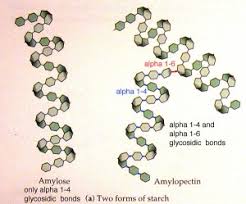 resistant starch what is it and why is it so good for you