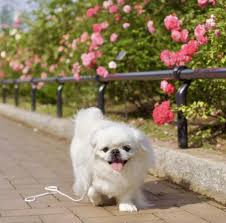 Pin On Milfy The Pekingese