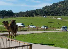 ¡disfruta en familia de las rutas en 4x4 en el parque nacional de cabañeros, el safari ibérico por excelencia, conocido como el serenguiti español! Una Aventura Diferente Parque De Animales Safari Madrid