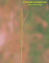 Image result for Ctenium