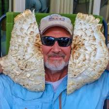 Neolentinus ponderosus found in California?