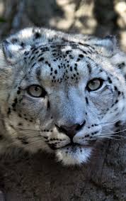 Snow Leopard Iphone Wallpaper Gambarku Don't like the thing on her face but love her markings and color. snow leopard iphone wallpaper gambarku