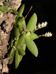 Image result for Bolusiella maudiae