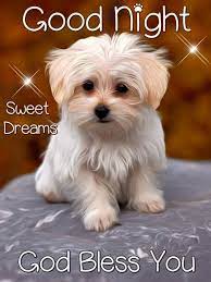 Good Night Sweet Dreams God Bless You Goodnight Dog Cute Good Night Image Good Night Friends Good Night Sweet Dreams