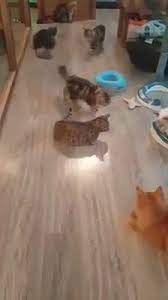10 jalan chew geok lin, sibu 96000 maleisië. M A I Meow Cafe Home Facebook