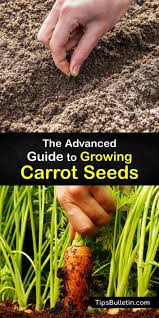 How to plant carrot seeds in garden. Carrot Seed Information How And When To Plant Carrots From Seeds