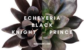 This echeveria produces 3 inches wide rosettes of deep green color. How To Tell The Difference Between Echeveria Black Knight Black Prince