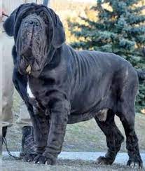 Parker, booths sohn, findet einen finger in einem vogelnest. 19 Mastino Napoletano Ideen Hunde Molosser Tibet Dogge