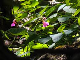 Image result for Orthochilus milnei