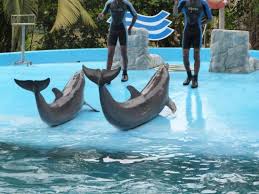 Manati park bavaro is located in a welcoming area of bavaro known for its beautiful beaches and array of dining options. Manati Park Bild Von Manati Park Bavaro Dominikanische Republik Tripadvisor