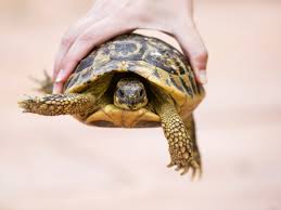 How to Prevent Salmonella From Turtles