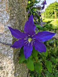 Image result for Clematis simensis