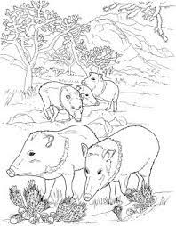 Uniting all americans to ensure wildlife thrive in a rapidly changing world. Javelina Peccaries Wild Pigs Coloring Page Super Coloring Malvorlagen Tiere Tiere Zum Ausmalen Ausmalbilder