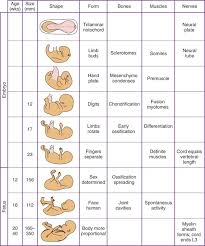 normal knee embryology and development musculoskeletal key