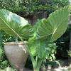 These plants add the color needed to punch up a garden in certain spots. 1