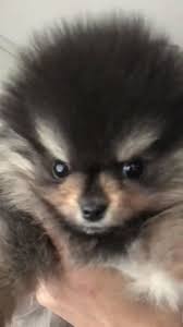 Pin By Fox V On Bts Animals Pets Puppies