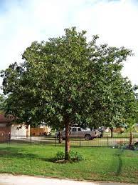 The population was 6,469 as of 2010. Texas Plants And Trees Texas Beauty Scapes Landscaping Trees Xeriscape Trees To Plant