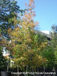 Image result for Citharexylum