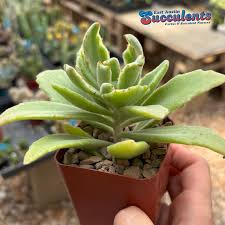 Image result for Kalanchoe velutina