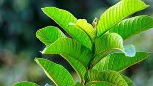 Demikian artikel kesehatan mengenai cara menurunkan gula darah tinggi. Cara Membuat Obat Penurun Gula Darah Berbahan Daun Jambu Biji Bagi Penderita Diabetes Tribun Jogja