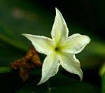 Image result for Mascarenhasia