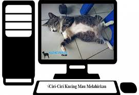 Tikus masa kehamilannya 3 minggu,kucing masa kehamilannya 9 minggu,kelinci masa kehamilannya 4 minggu. Kenali 12 Ciri Ciri Kucing Mau Melahirkan Wajib Diketahui