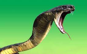 Www.nachhaltigleben.ch hier kommen die drei giftigsten schlangen der welt. Die Giftigsten Schlangen Der Welt Seite 17 Agloogloo Kobraschlange Giftige Schlangen Schlangenbiss