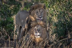 Image result for Front man:Leader Lion