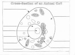Animal And Plant Cells Worksheet Inspirational 1000 Images About Plant Animal Cells On Pinterest Chessmuseum T In 2020 Cell Diagram Animal Cell Parts Cells Worksheet